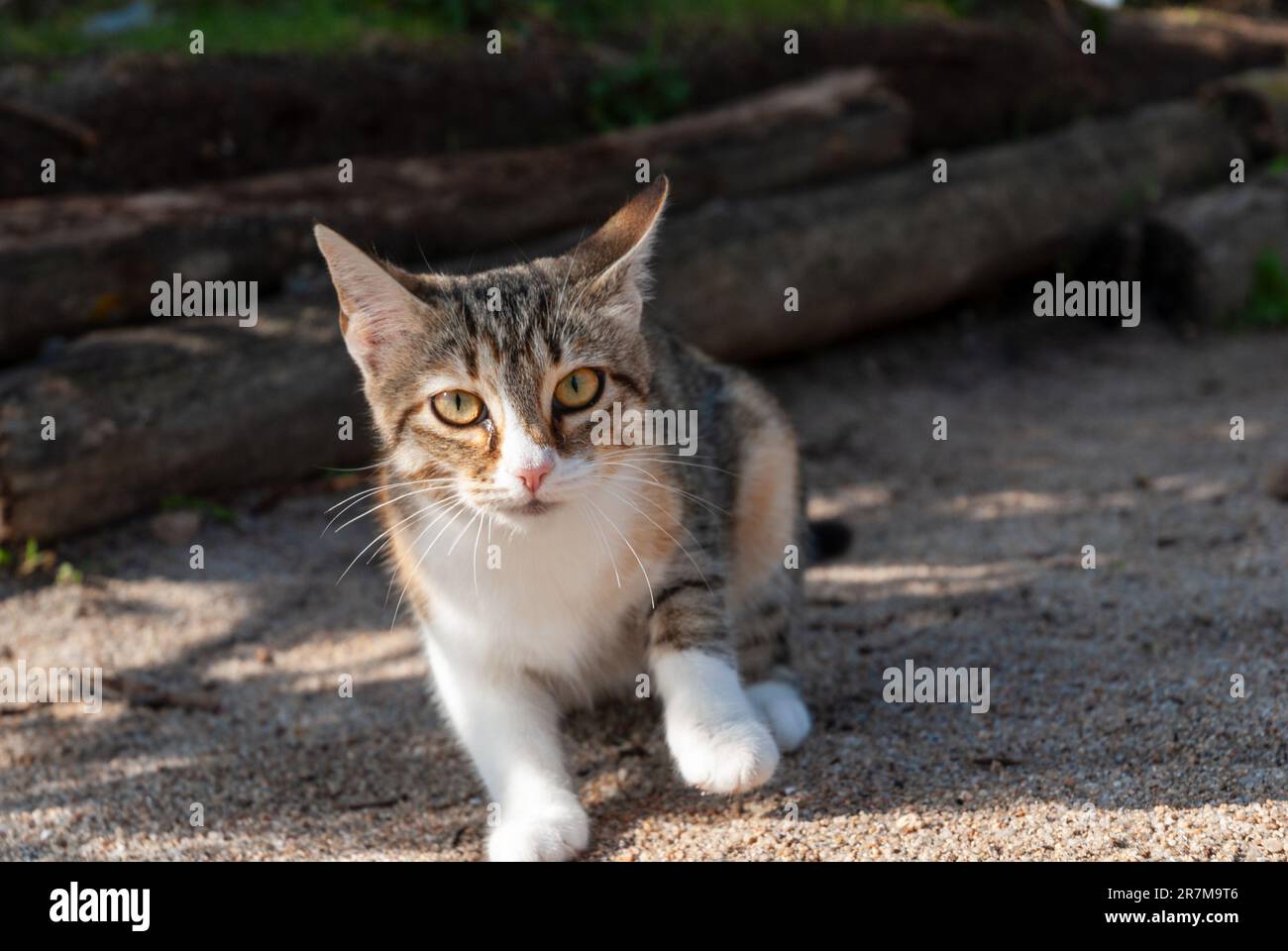 Close-up Portrait einer Katze Stockfoto