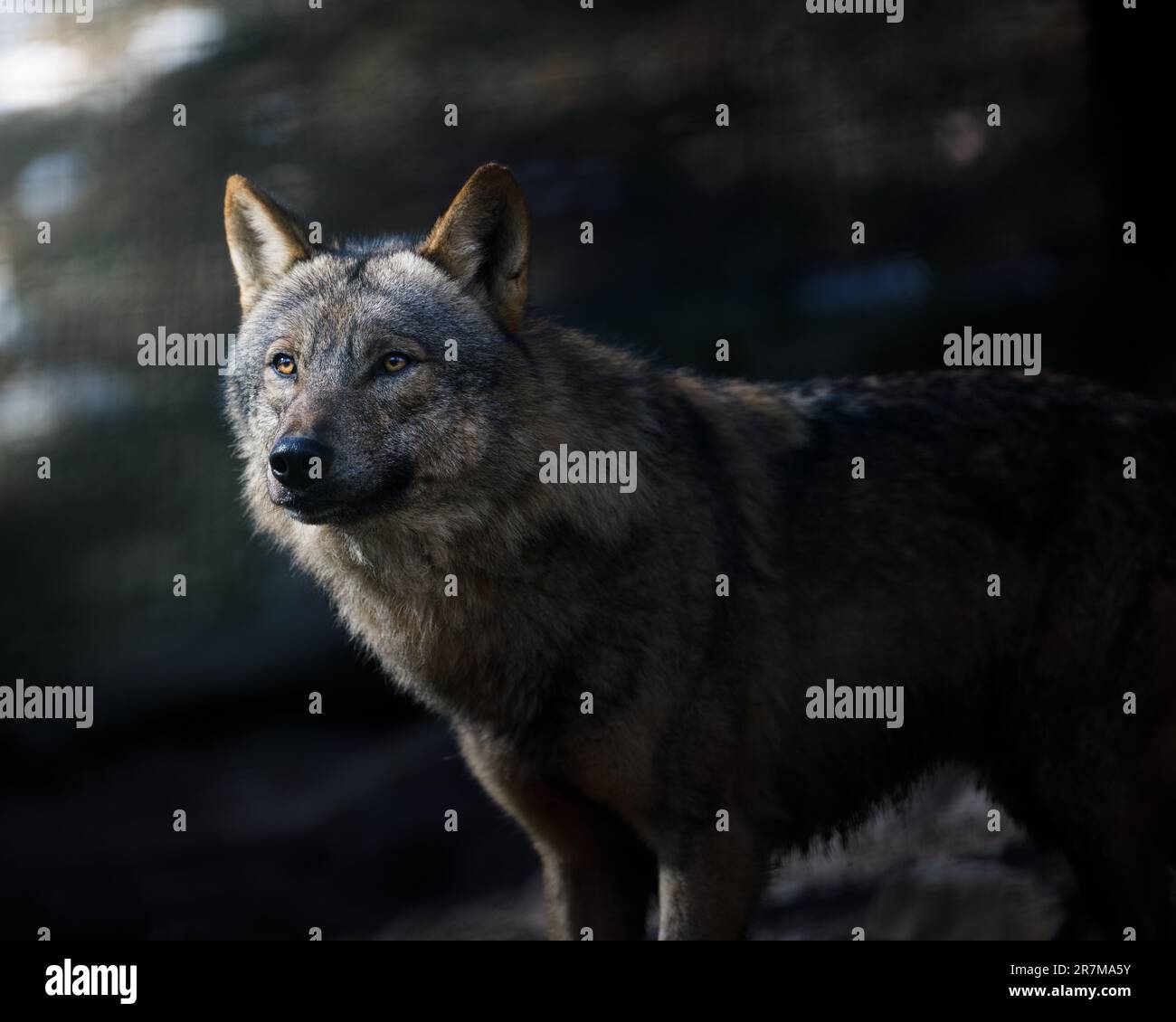 Ein selektiver Fokus auf einen majestätischen grauen Wolf in einer dunklen Waldlandschaft Stockfoto
