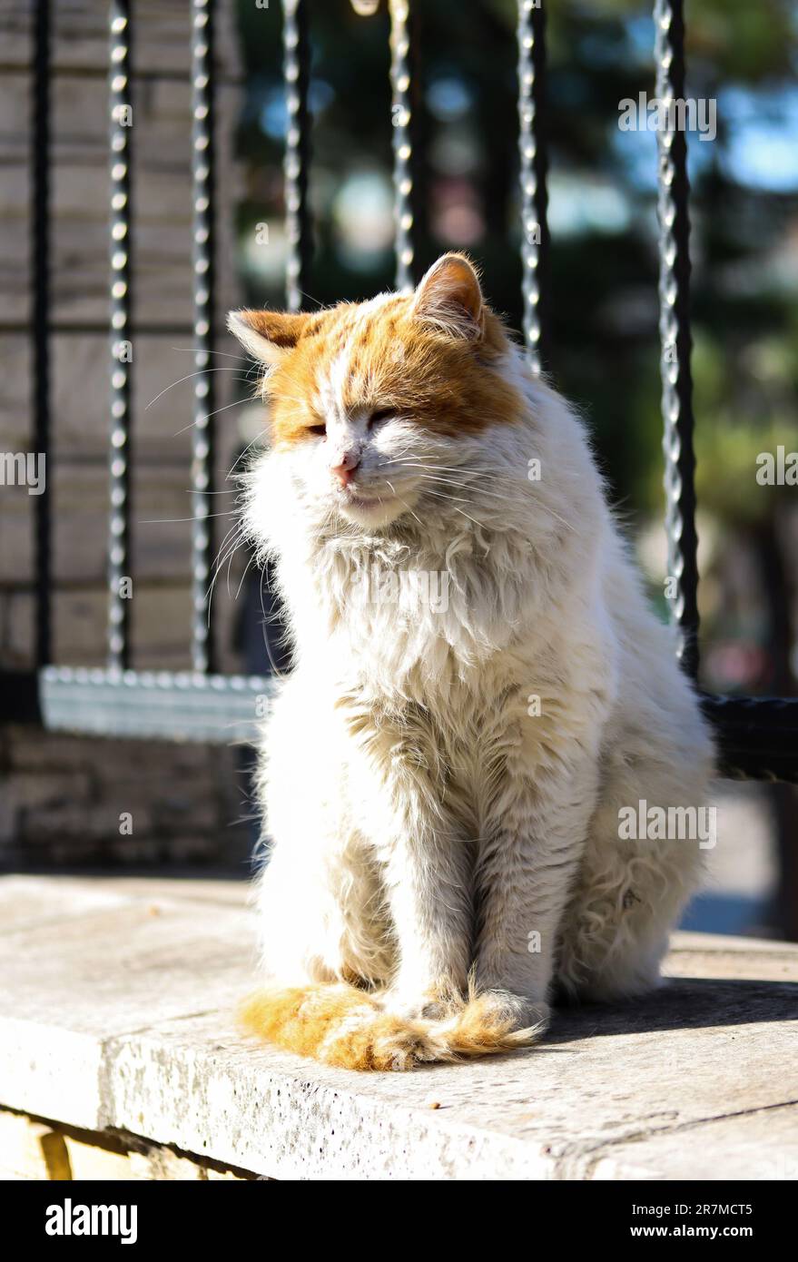 Katze sitzt an einer Wand und genießt die Sonne in den malerischen Straßen von Istanbul. Vorderansicht einer obdachlosen Katze am Aussichtspunkt eines historischen europas Stockfoto