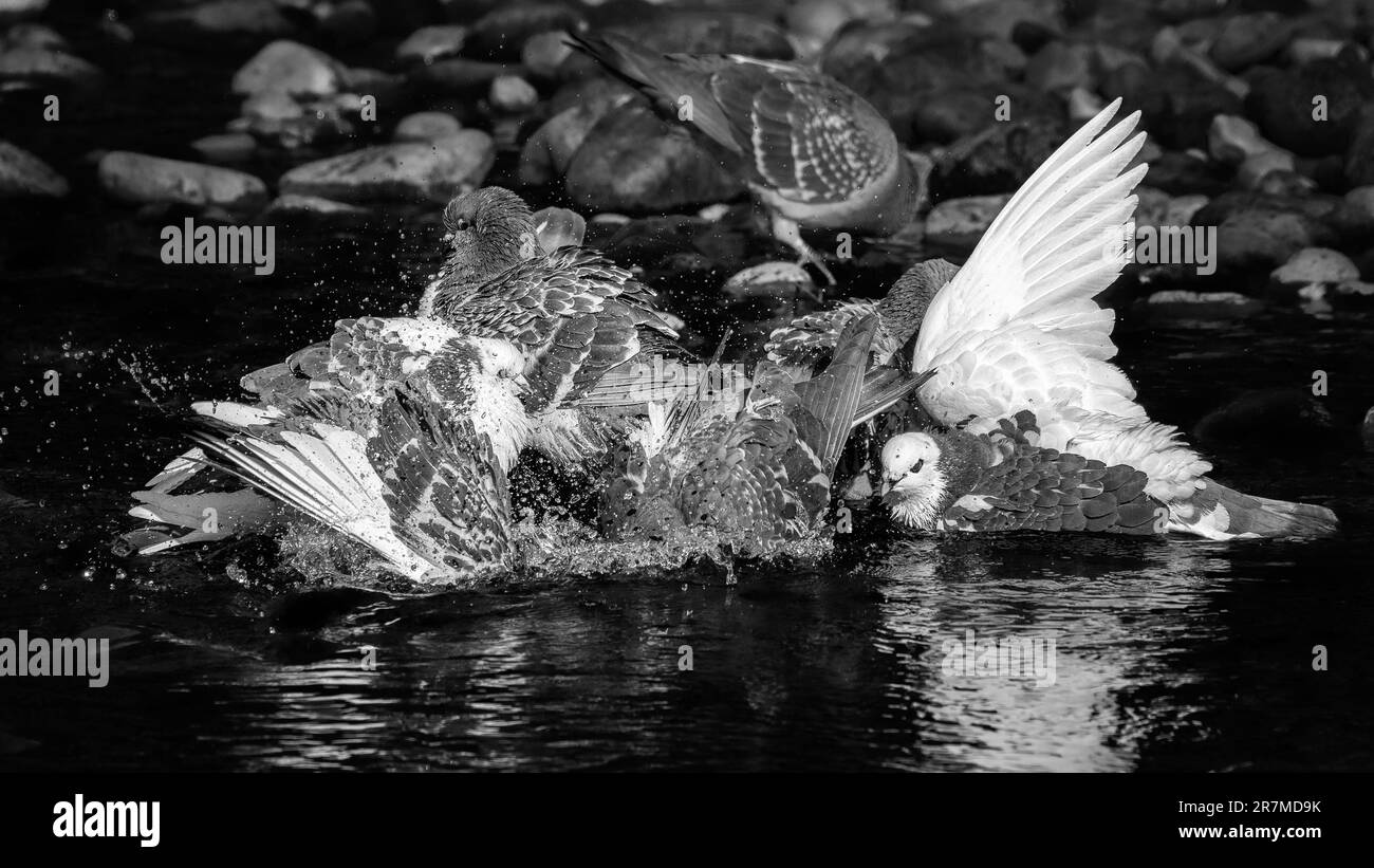 Wilde Tauben, die während der Hitzewelle in der River Wharfe ein Gemeinschaftsbad am frühen Morgen nehmen, Bolton Abbey, N Yorks, England, Großbritannien Stockfoto