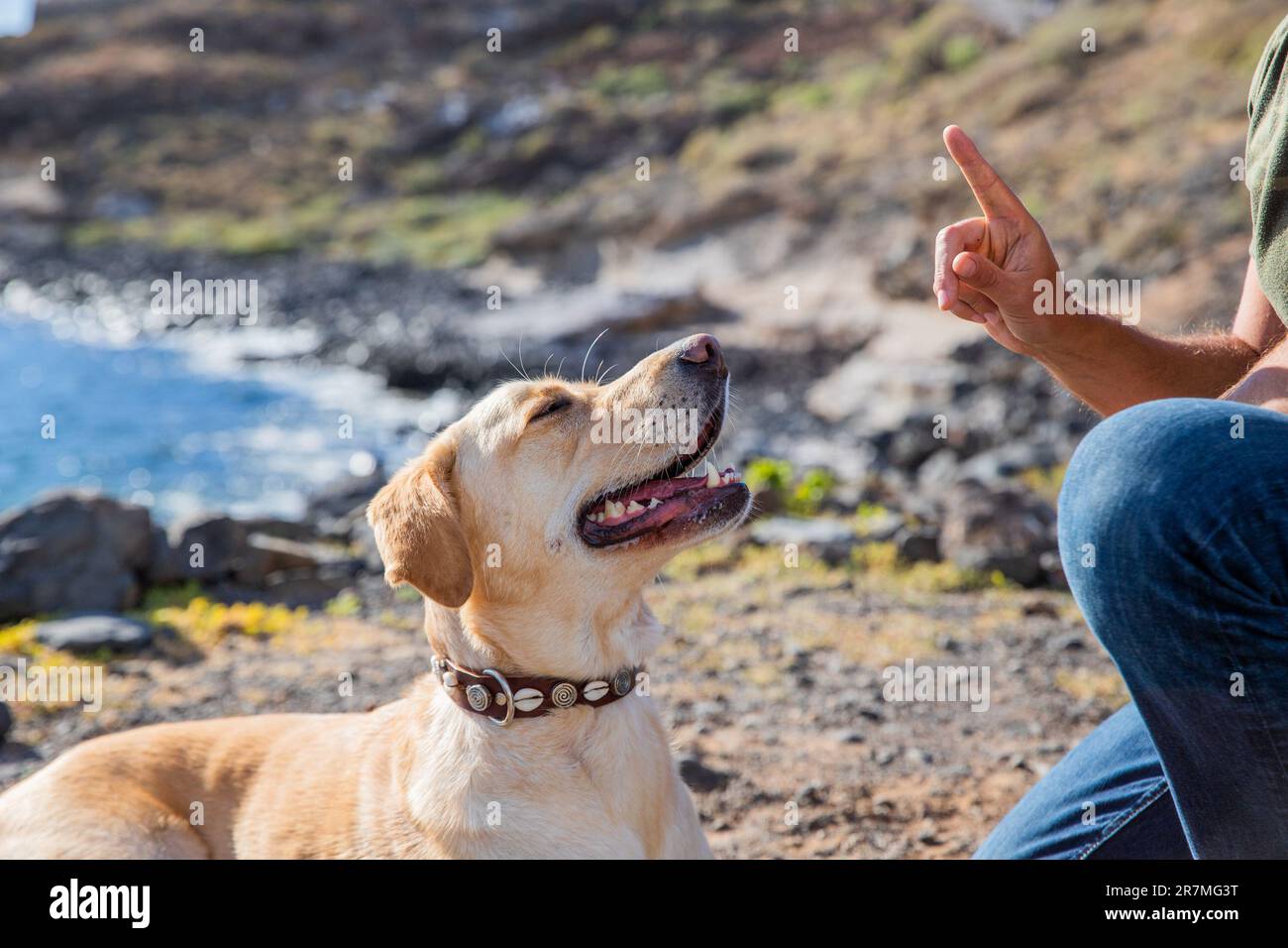 Ein Hundetrainer trainiert einen Hund, um seinen Befehlen zu gehorchen, labrador Retriever trainierte. Stockfoto