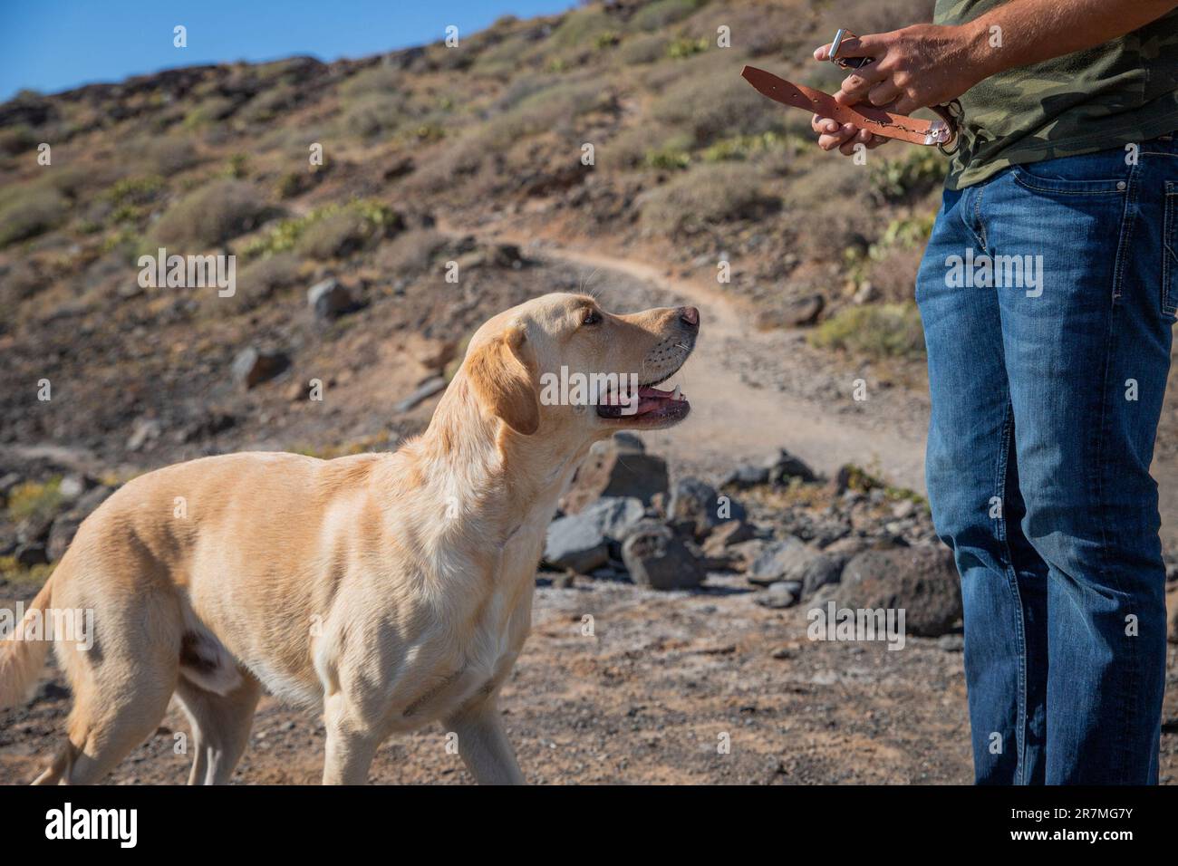 Ein Hundetrainer wird einem Hund, den er trainiert, das Halsband anlegen Stockfoto