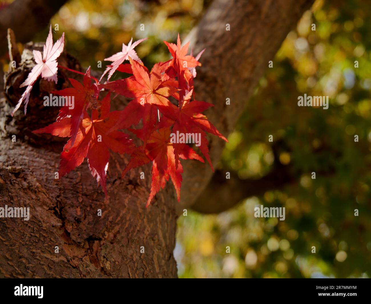 Rote Ahornblätter auf einem Baum im Herbst Stockfoto