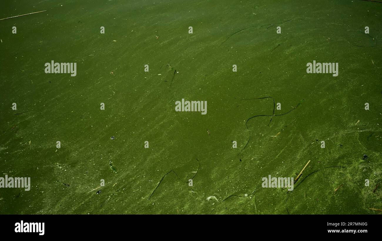 Im Schwarzen Meer Blau-grüne Algen blühen, Wasser in Odessa ist Süßwasser und Grün. Umweltkatastrophe durch die Explosion von Kakhovka Hy Stockfoto Im Schwarzen Meer Blau-grüne Algen blühen, Wasser in Odessa ist Süßwasser und Grün. Umweltkatastrophe durch die Explosion von Kakhovka Hy Stockfoto