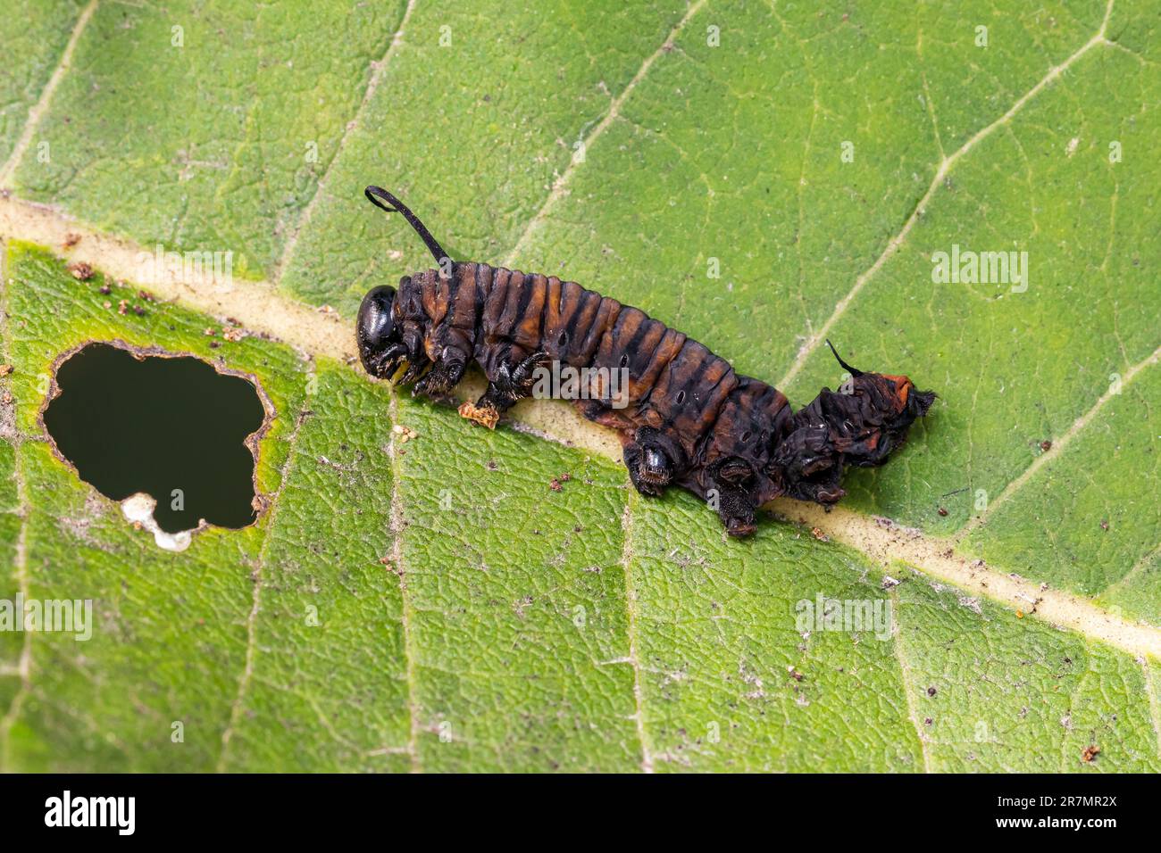 MonarchSchmetterlingRaupe tot an TachinidFliegenparasiteninfektion. Insekten und Naturschutz