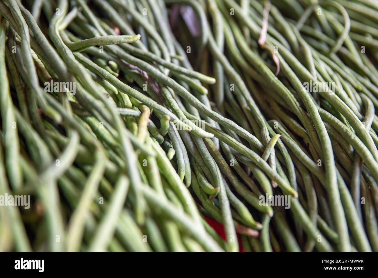 Ein Haufen grüne Bohnen, frisch gepflückt auf dem Markt Stockfoto