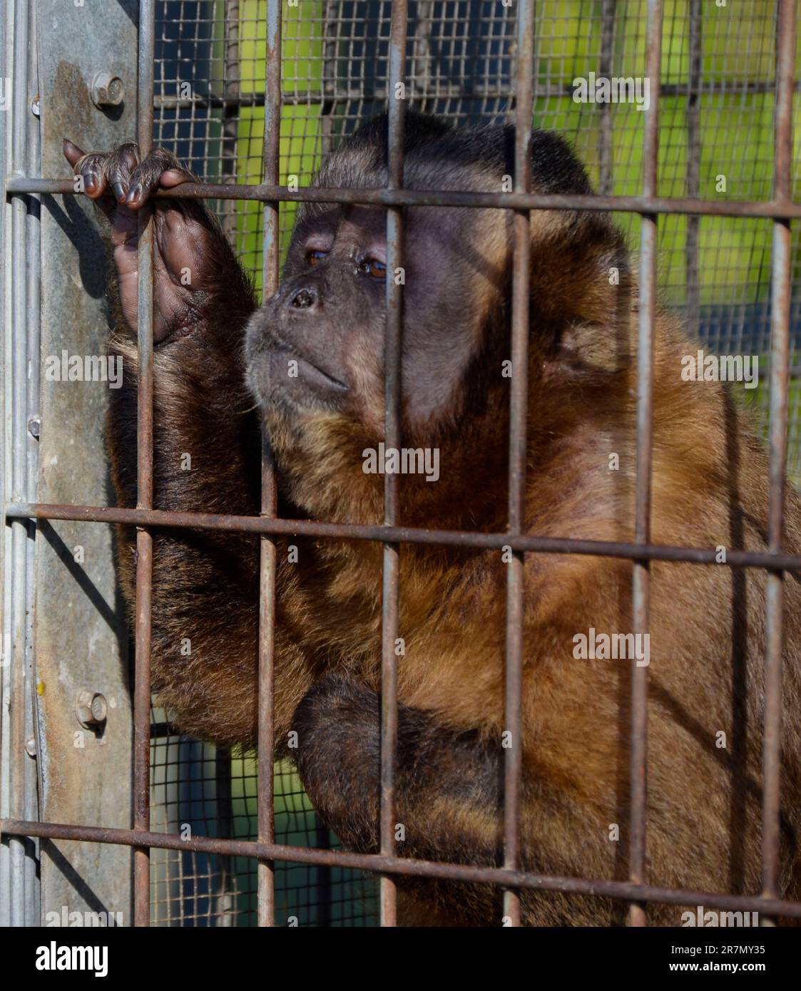 Tiere in Käfigen in einem Zirkus in Florida; große Katzen treten für das Publikum auf Stockfoto