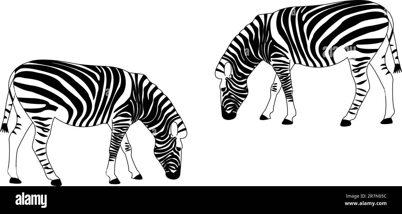 Zebras - Vektor Stock Vektor