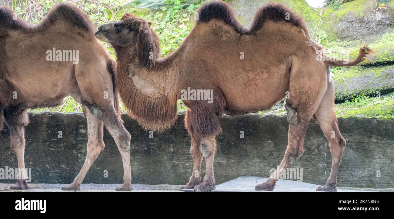 Zwei Kamele gehen zusammen auf einem gepflasterten Bürgersteig, der von den warmen Sonnenstrahlen erleuchtet wird Stockfoto