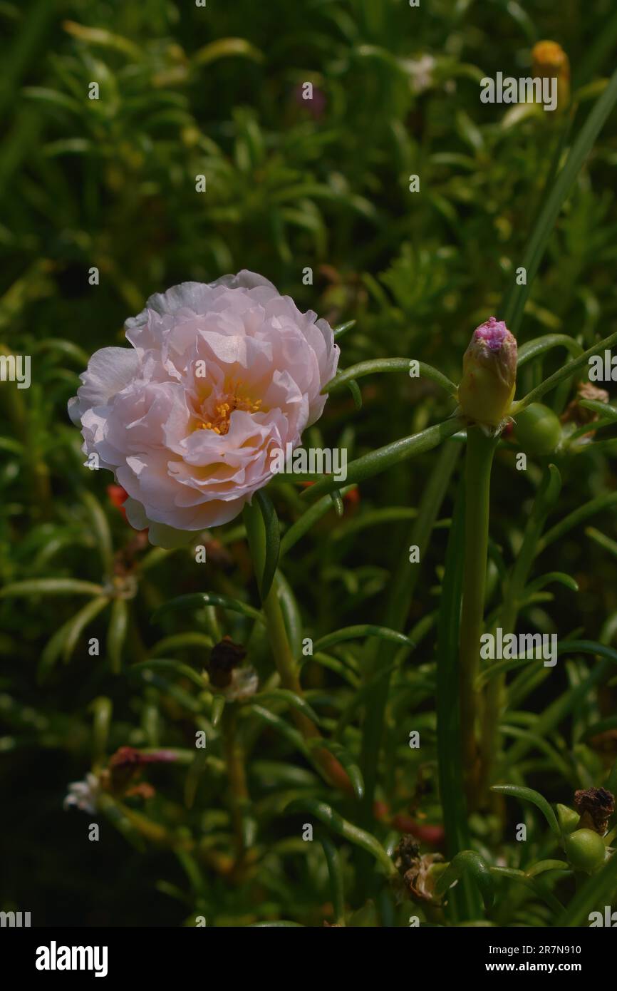 Wissenschaftliche Bezeichnung: Rosa centifolia var. Muskosa. Blüht um neun Uhr morgens. Schön auszusehen. Pink und Weiß mit spitzen Blättern. Stockfoto