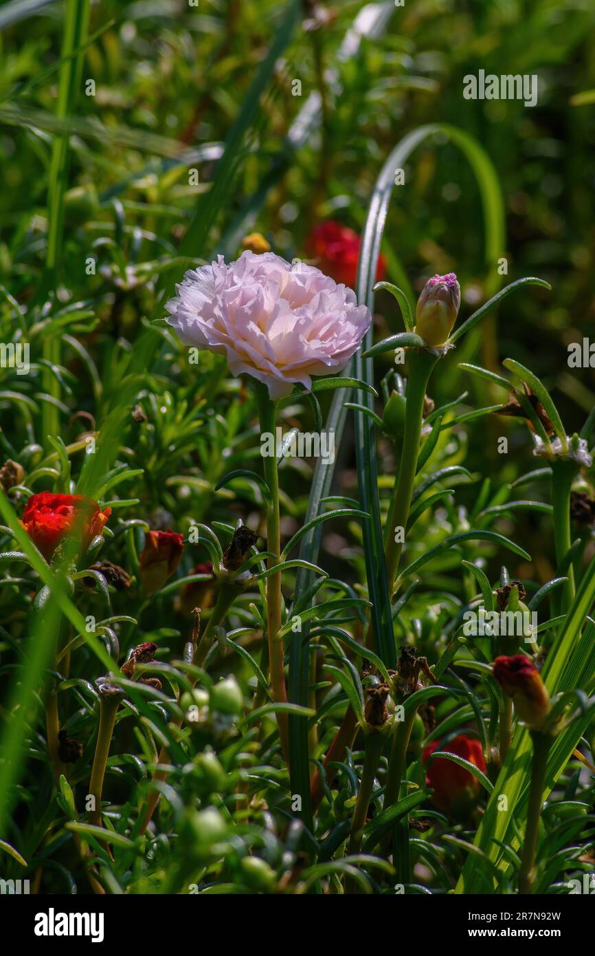 Wissenschaftliche Bezeichnung: Rosa centifolia var. Muskosa. Blüht um neun Uhr morgens. Schön auszusehen. Pink und Weiß mit spitzen Blättern. Stockfoto