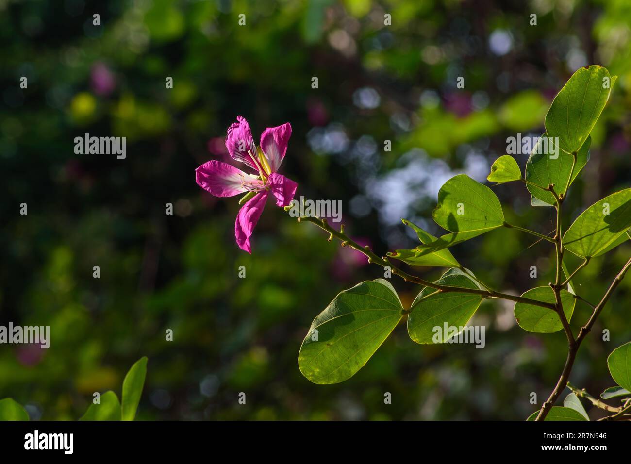 Chongkho-Blumen sind violette Blumen. Große und hohe Stiele sind beliebt. Wunderschöne rosa Chongkho Blumen im Park. Purple Orchid Tree, bauhinia purpurea, S. Stockfoto