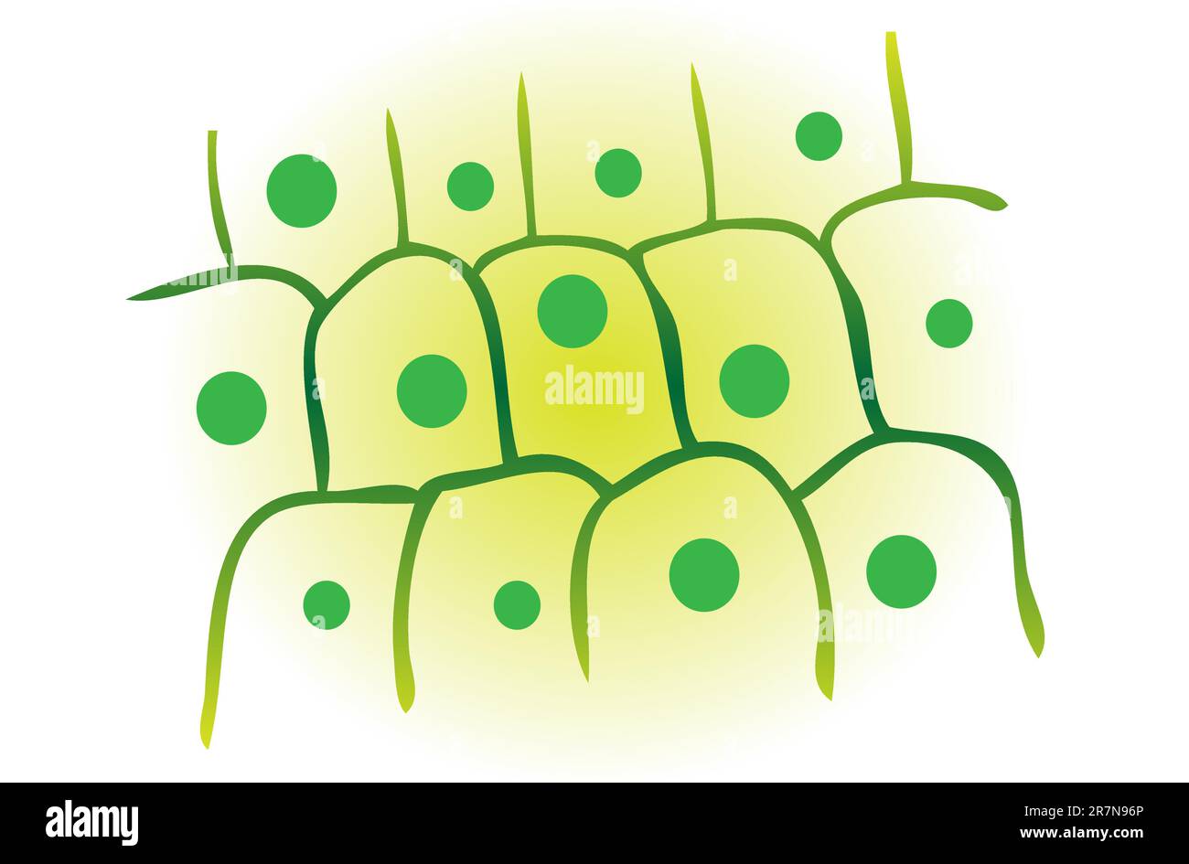Photosynthese-Blattpflanzenvektordarstellung Stock Vektor
