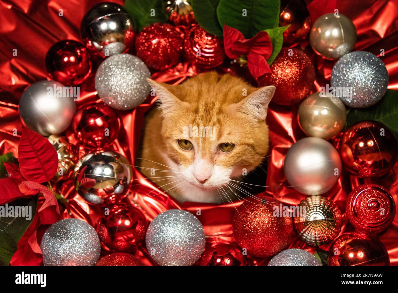 Süße, rothaarige, weibliche Katze, umgeben von Weihnachtsdekorationen, Rot, Silber, Glitzer, glänzendes und festliches Kätzchen für Weihnachtskarten, Poster, Zuhause Stockfoto