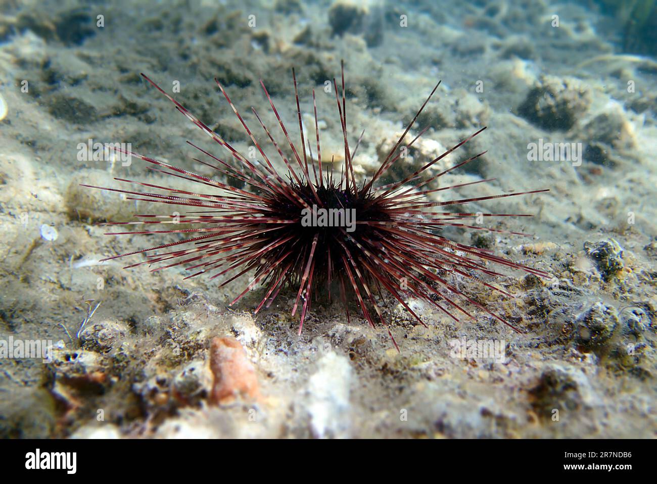 Hatpin Sea urchin - Centrostephanus longispinus Stockfoto