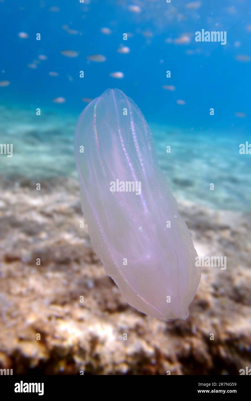 Mnemiopsis leidyi - die warzige Kammqualle oder Seewalnussqualle Stockfoto