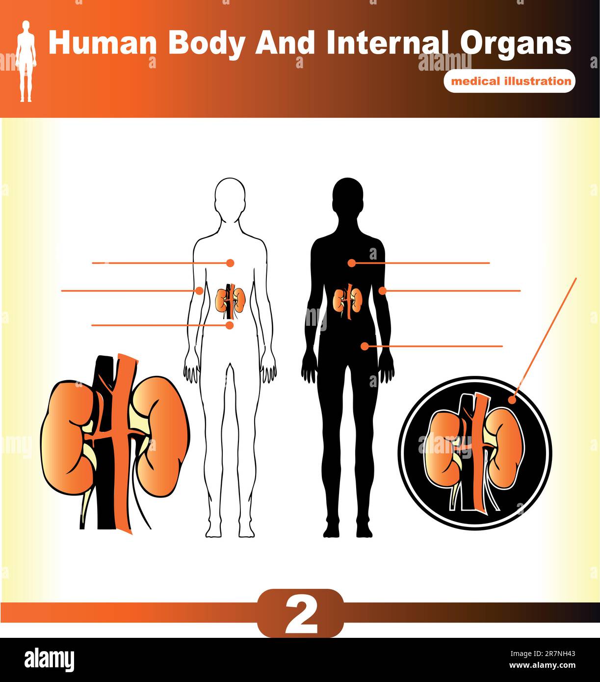 Vektorniere menschlicher Organe Stock Vektor