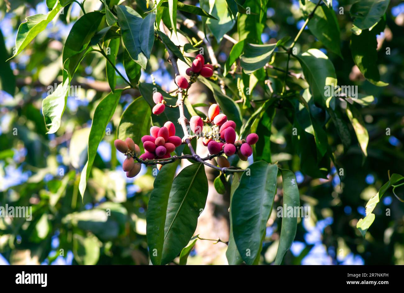 Melinjo, Gnetum Gneon reife Früchte auf dem Baum, flacher Fokus Stockfoto