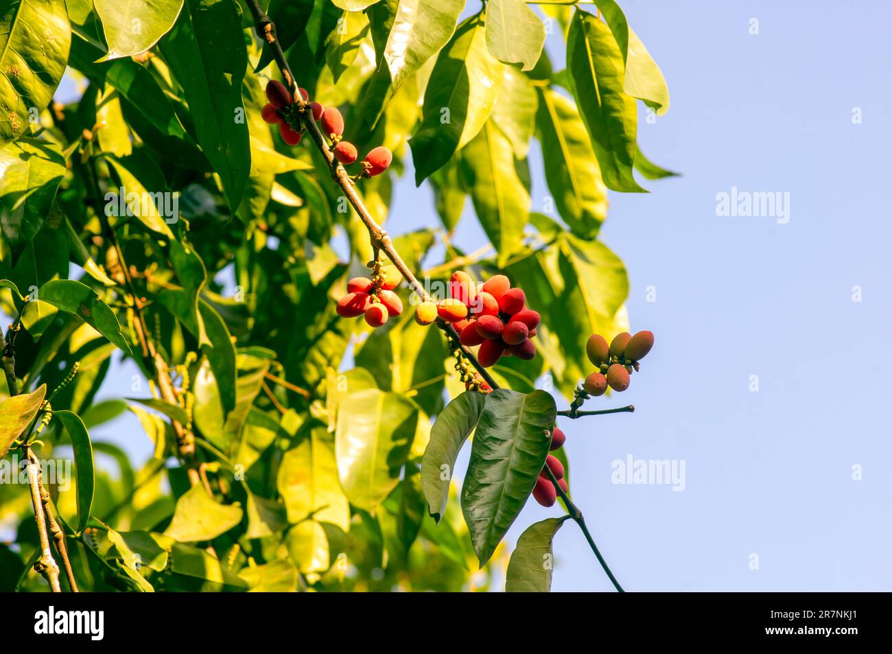 Melinjo, Gnetum Gneon reife Früchte auf dem Baum, flacher Fokus Stockfoto