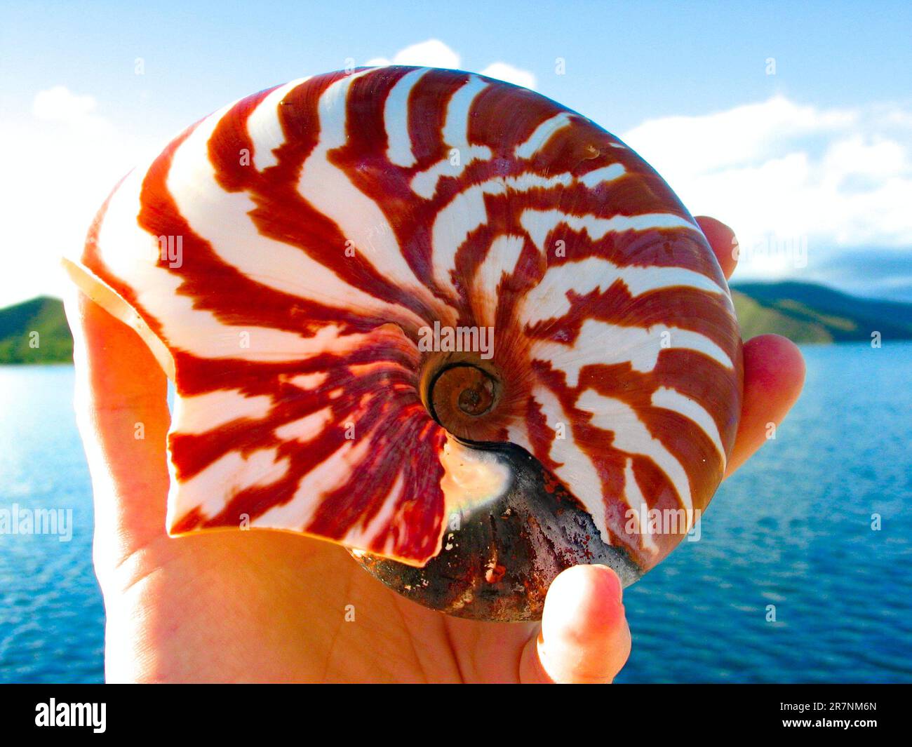 Muschel von nautilus (Nautilus) - Strandkundschaft in Neukaledonien, handgeführt. Stockfoto