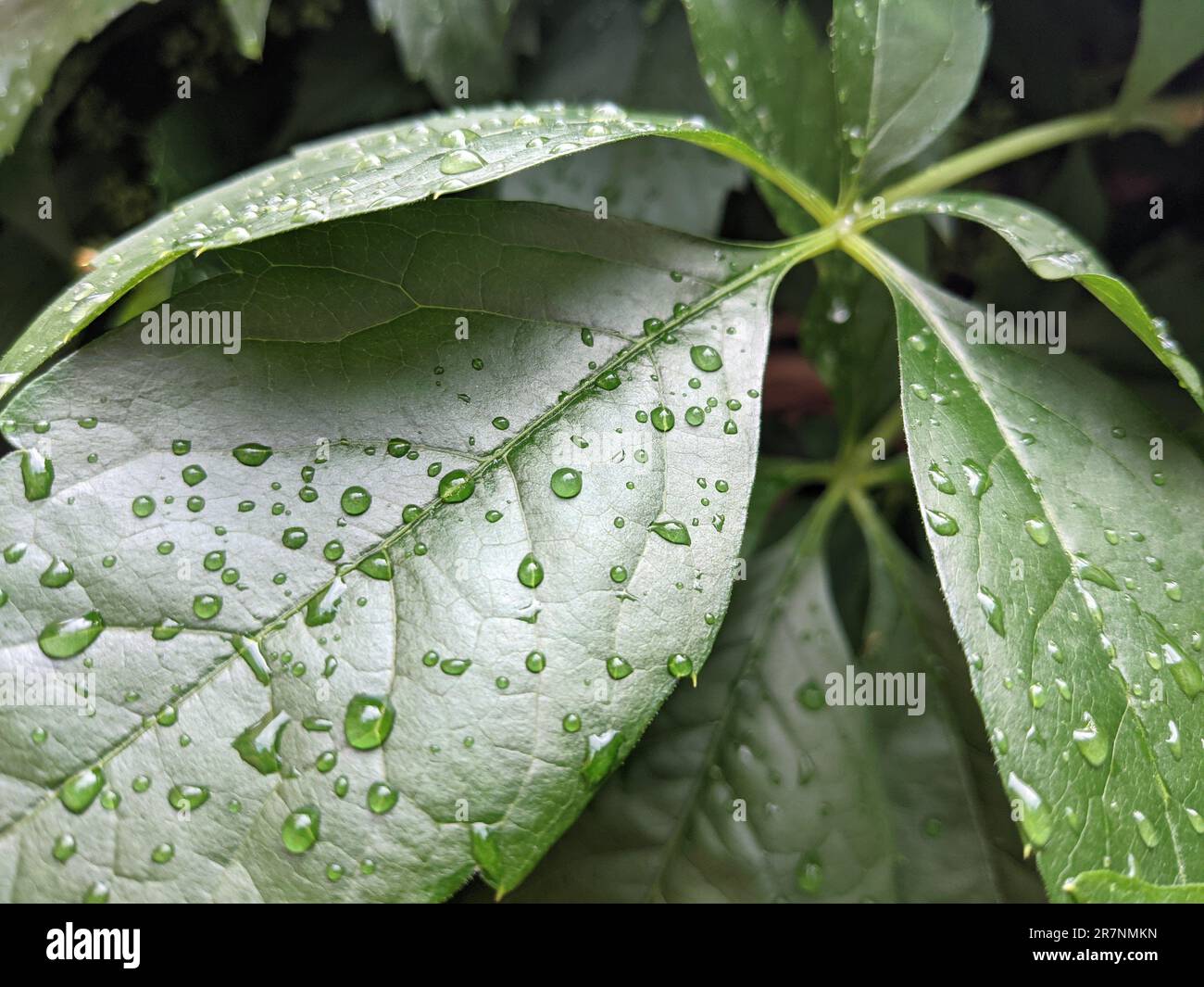 Eine lebendige Nahaufnahme einer üppig grünen Pflanze mit durchsichtigen Tautropfen auf den Blättern Stockfoto