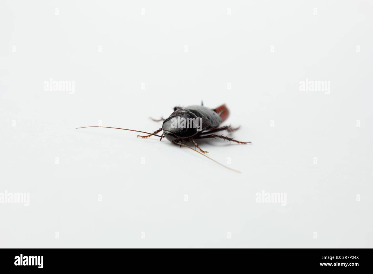 Kakerlaken blattodea -Fotos und -Bildmaterial in hoher Auflösung – Alamy