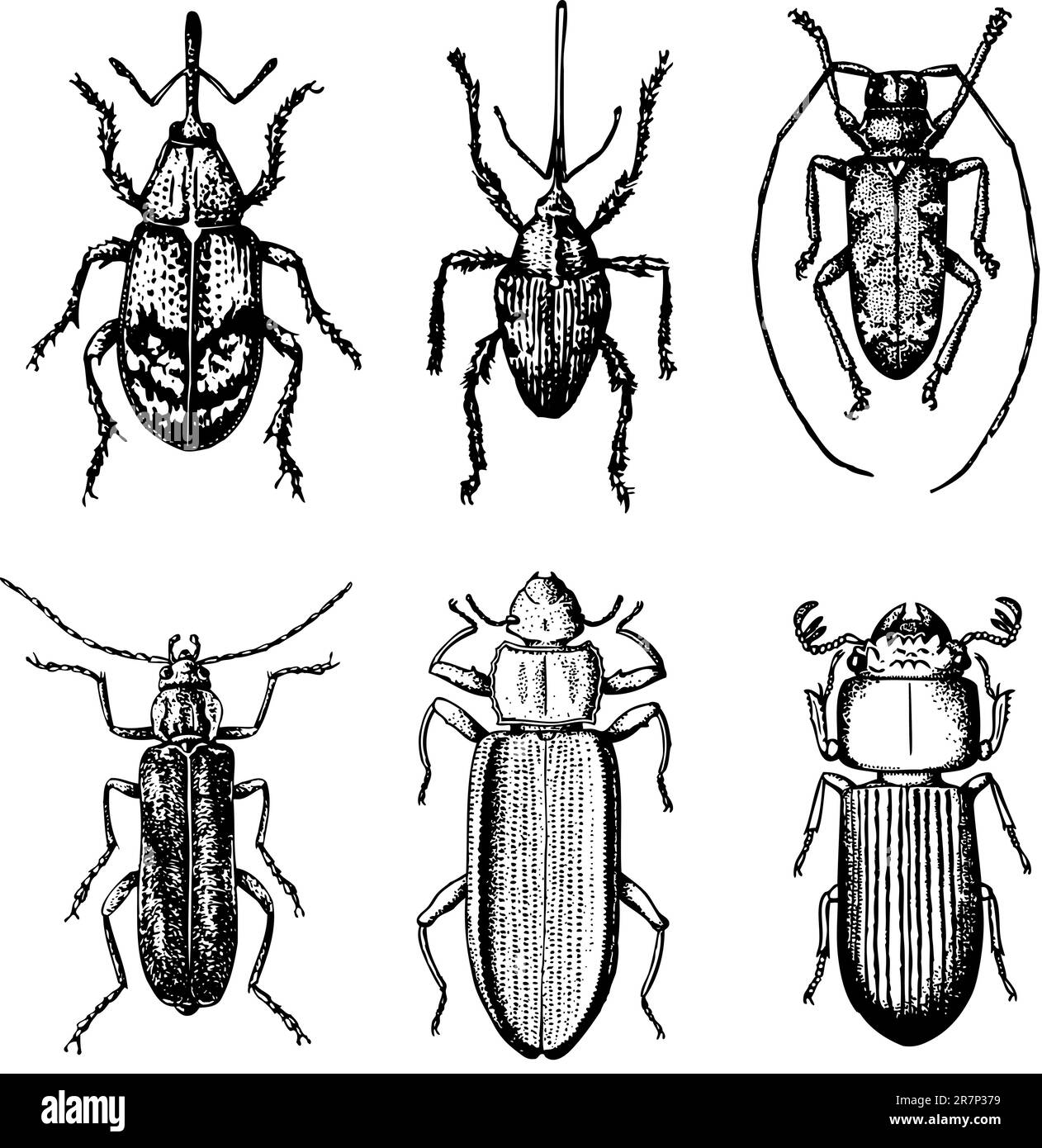 Einige Käfer isoliert auf weiß Stock Vektor
