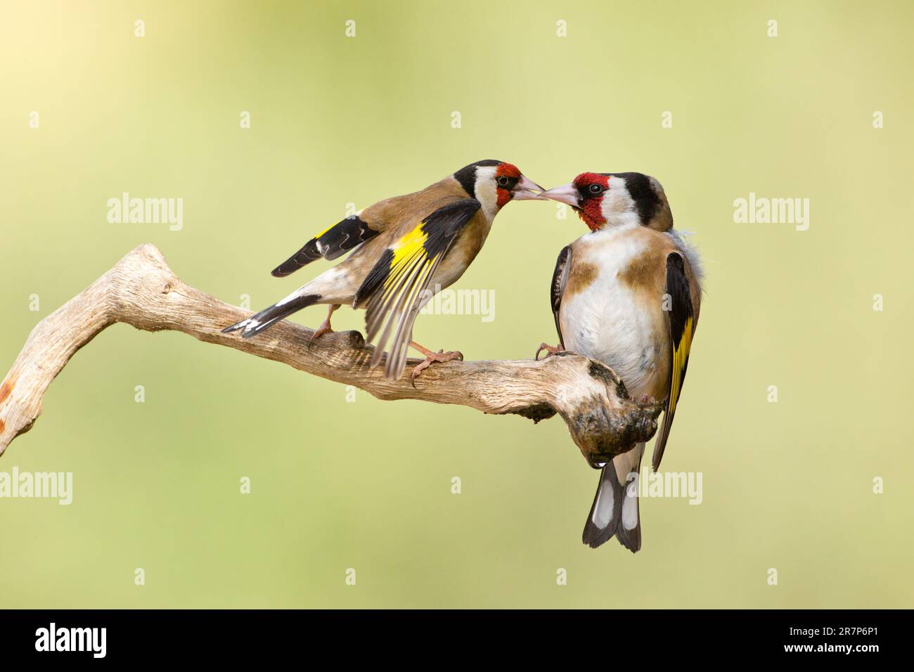 Europäische Goldfinken (Carduelis carduelis) auf einem Ast. Fotografiert in Israel im April. Stockfoto