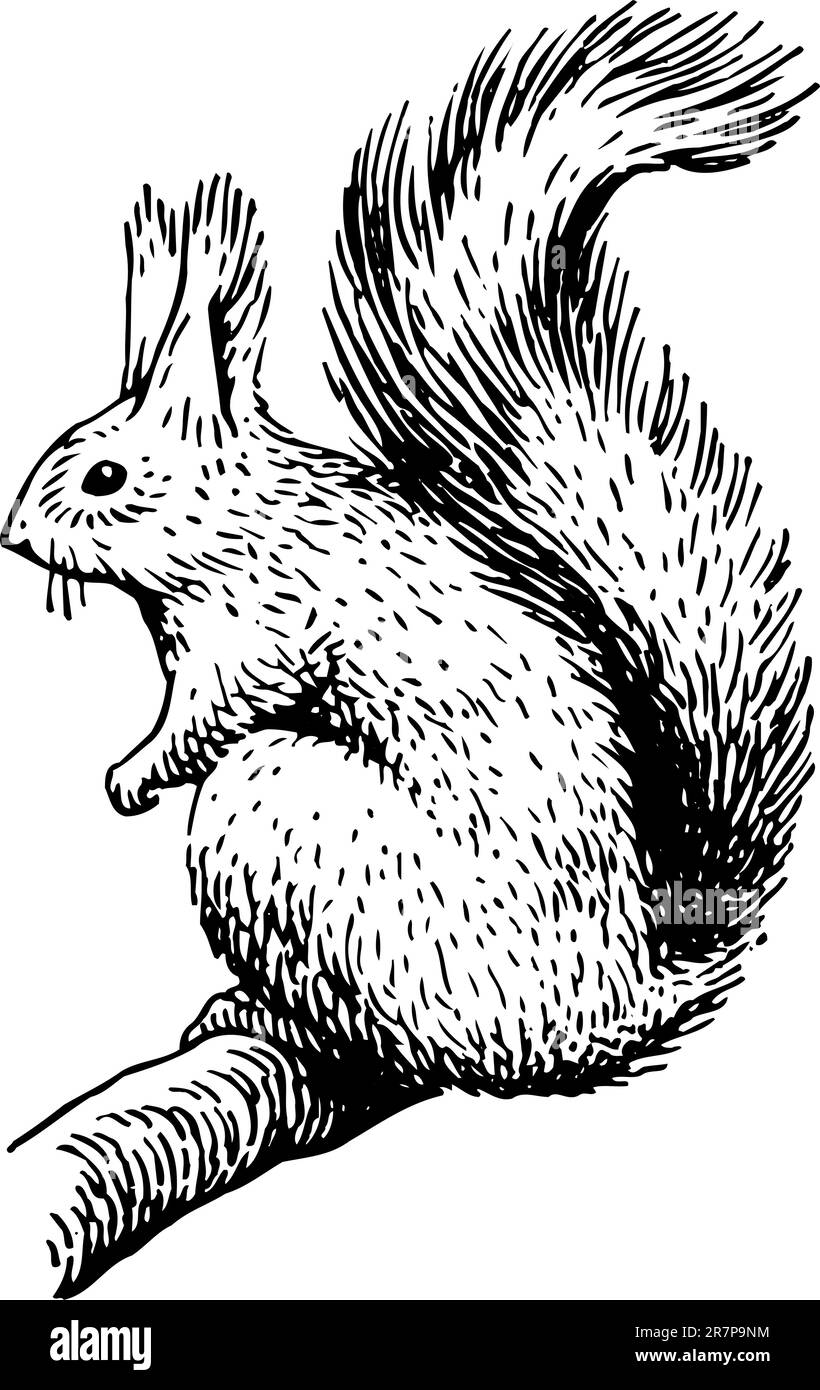 Eichhörnchen auf dem Ast auf Weiß Stock Vektor