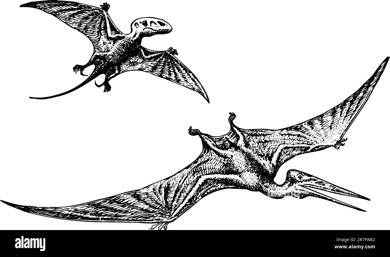 Pterodactyl oder Pteranodon Dinosaurier isoliert auf Weiß Stock Vektor