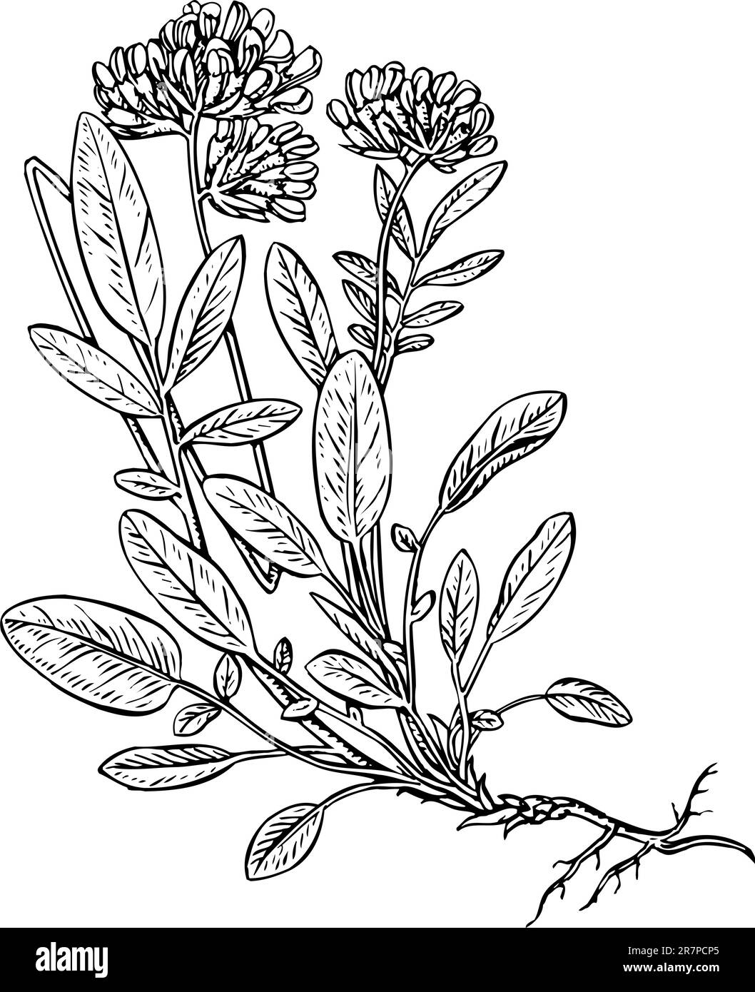 Anthyllus auf weiß isoliert Stock Vektor