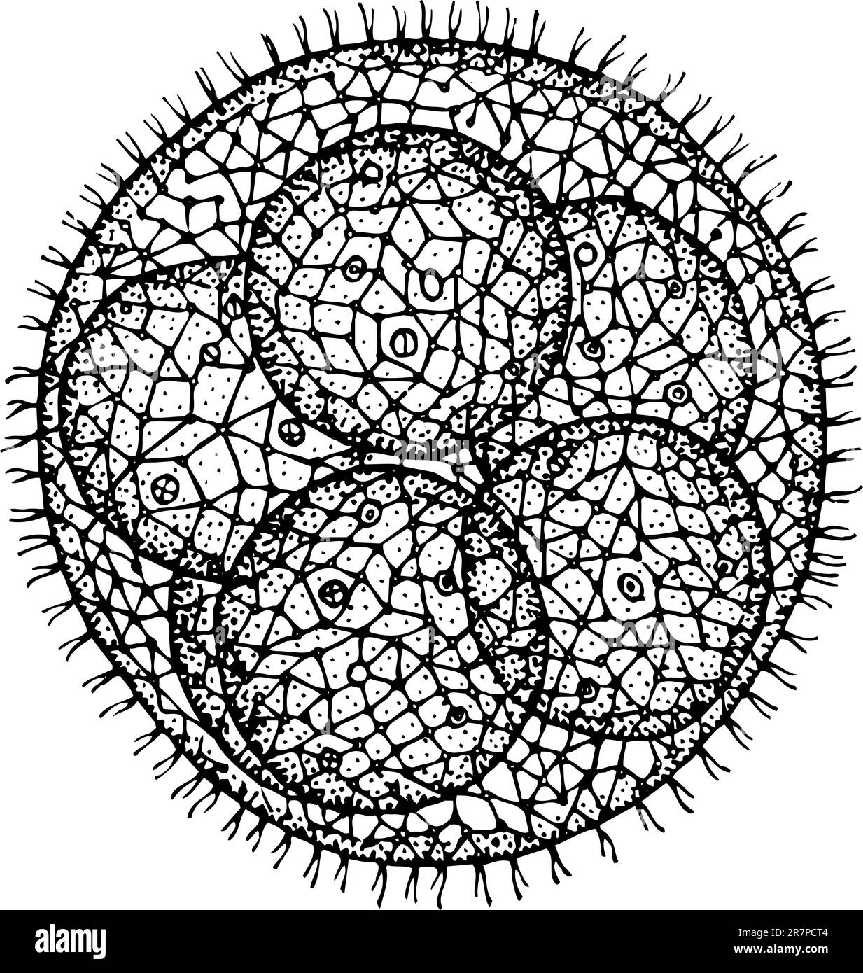 Zelle auf weiß isoliert Stock Vektor