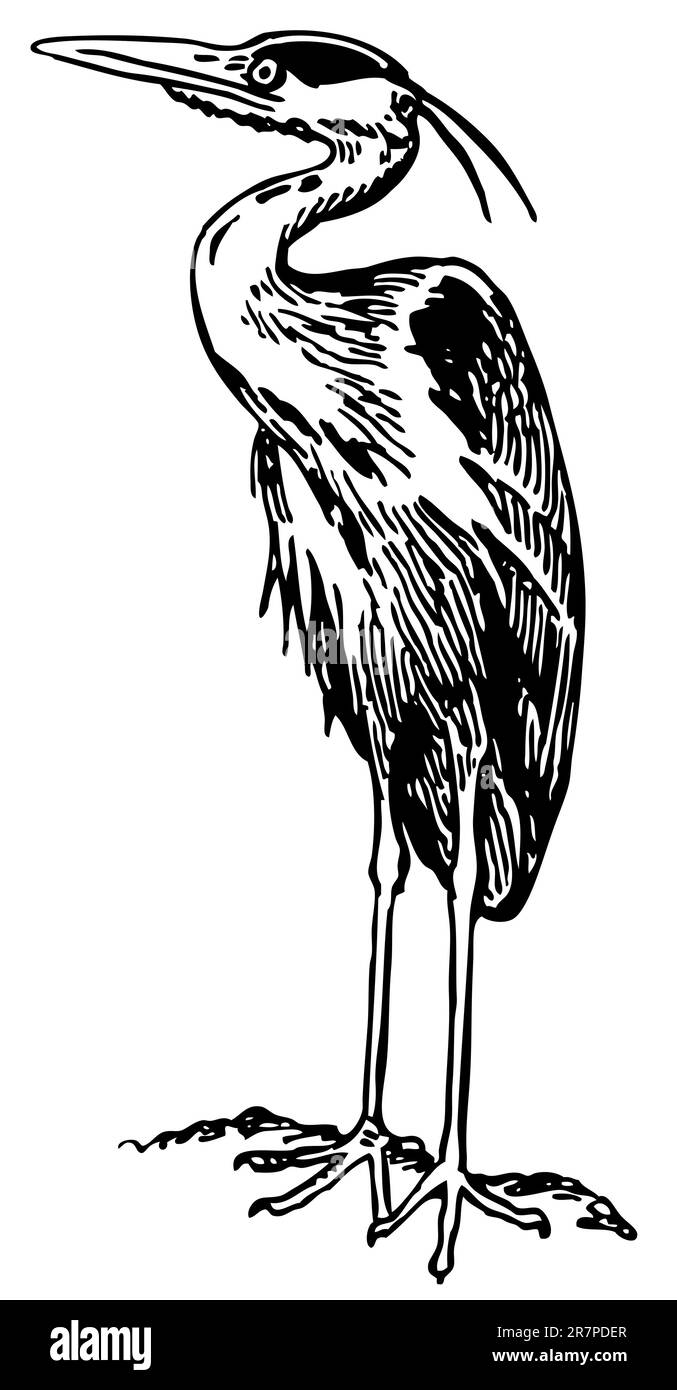 Bird Grey Heron isoliert auf weiß Stock Vektor