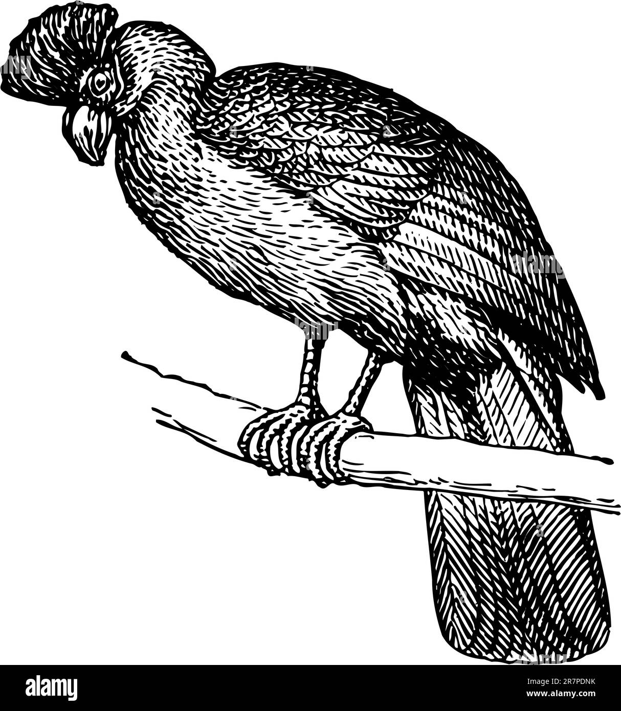 Papagei auf der Niederlassung Stock Vektor