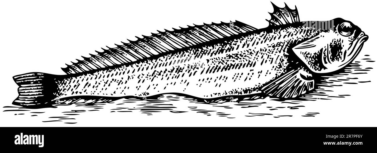 Fisch Trachinus auf weiß isoliert Stock Vektor