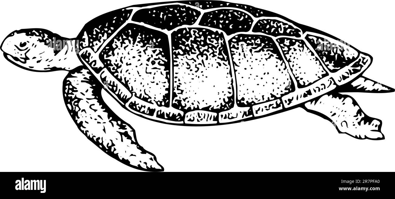 Schildkröten schwimmen isoliert auf Weiß Stock Vektor