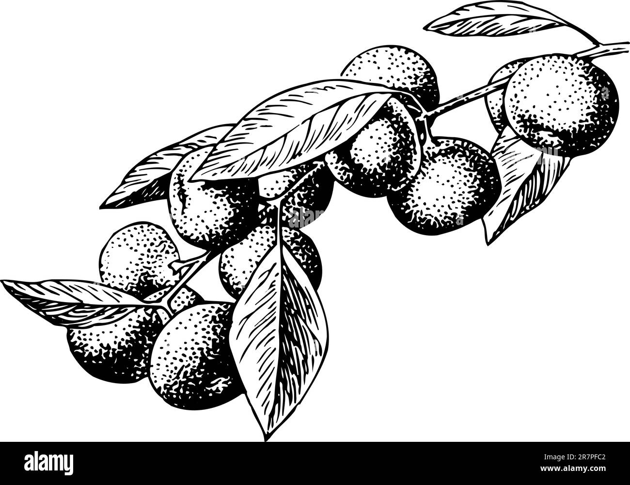 Zweig mit Früchten auf weiß isoliert Stock Vektor