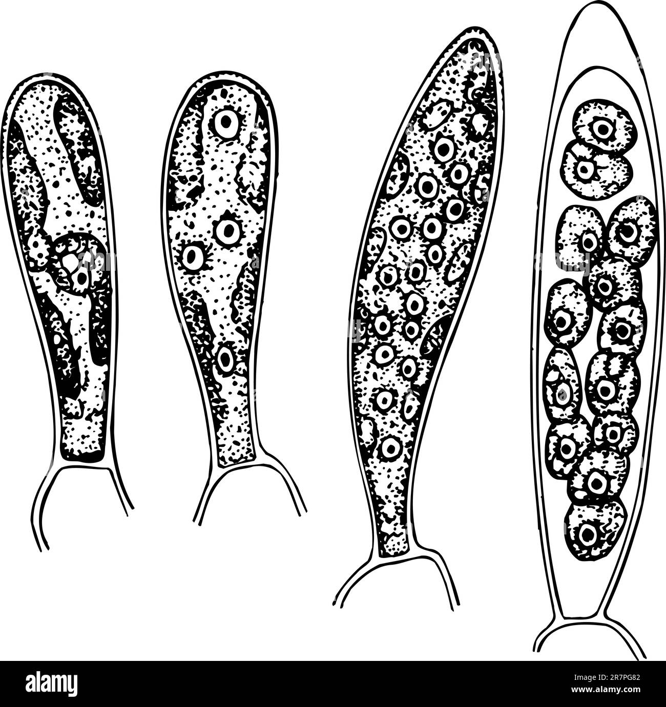 Sporen auf weiß isoliert Stock Vektor