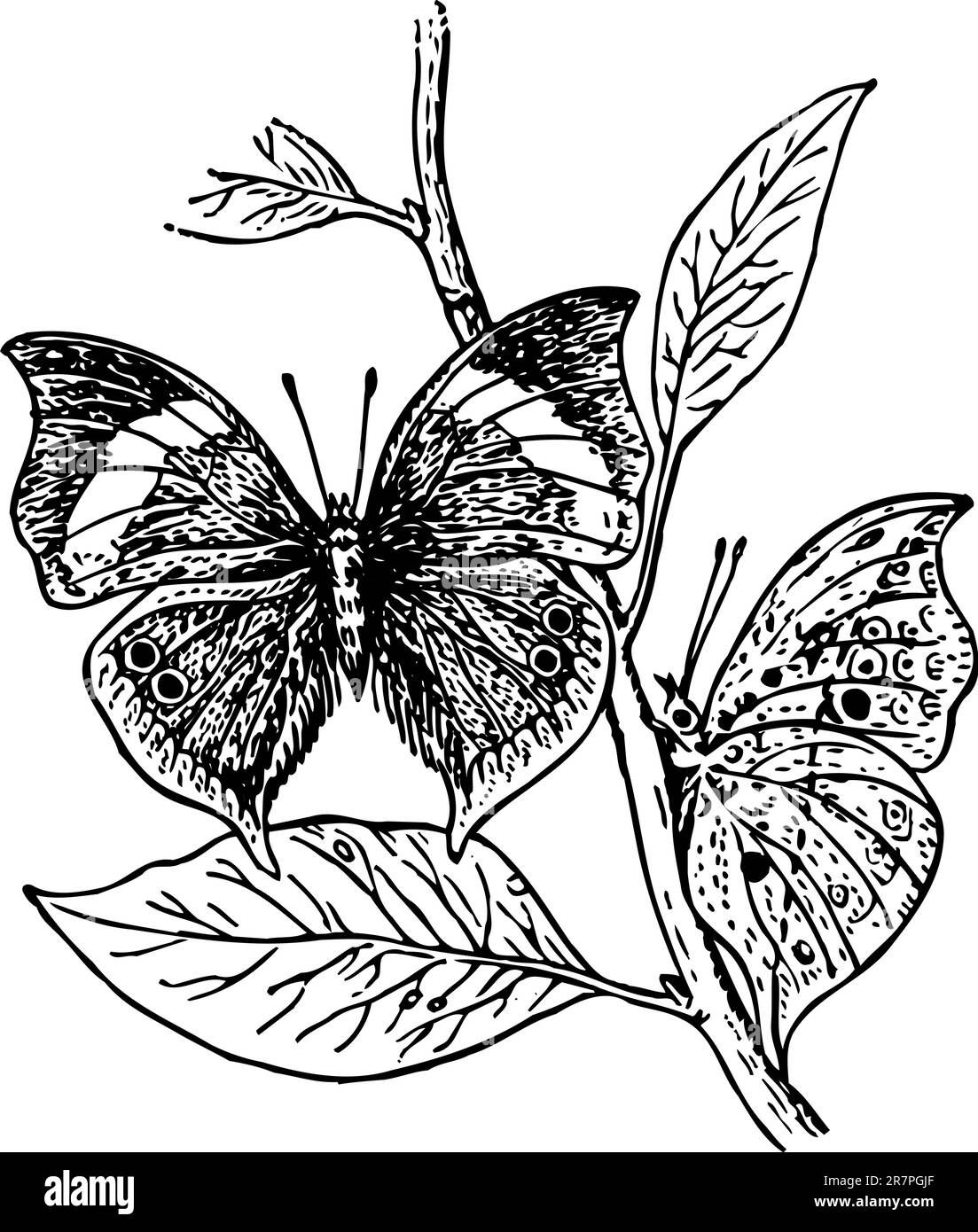 Schmetterling, isoliert auf weiss Stock Vektor