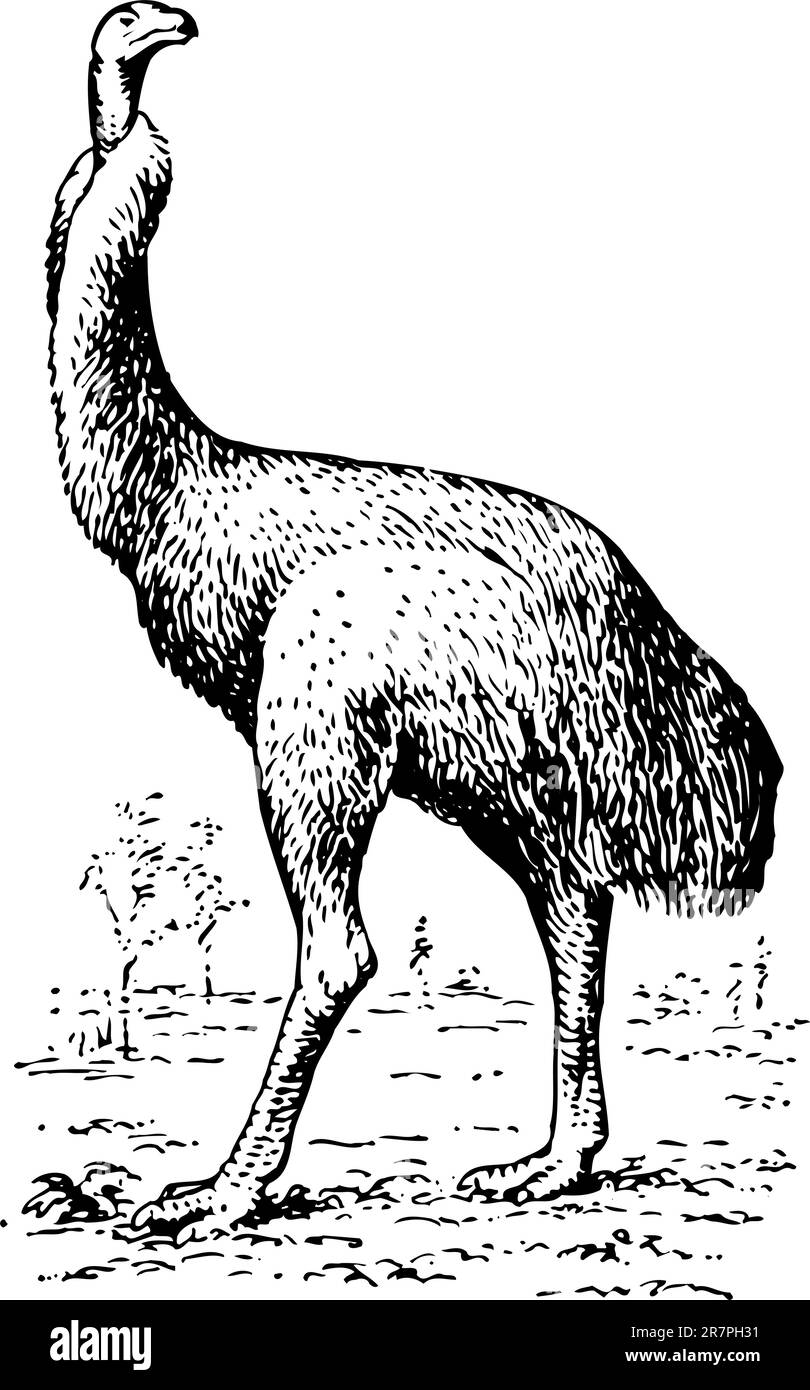 Strauß isoliert auf weiß Stock Vektor