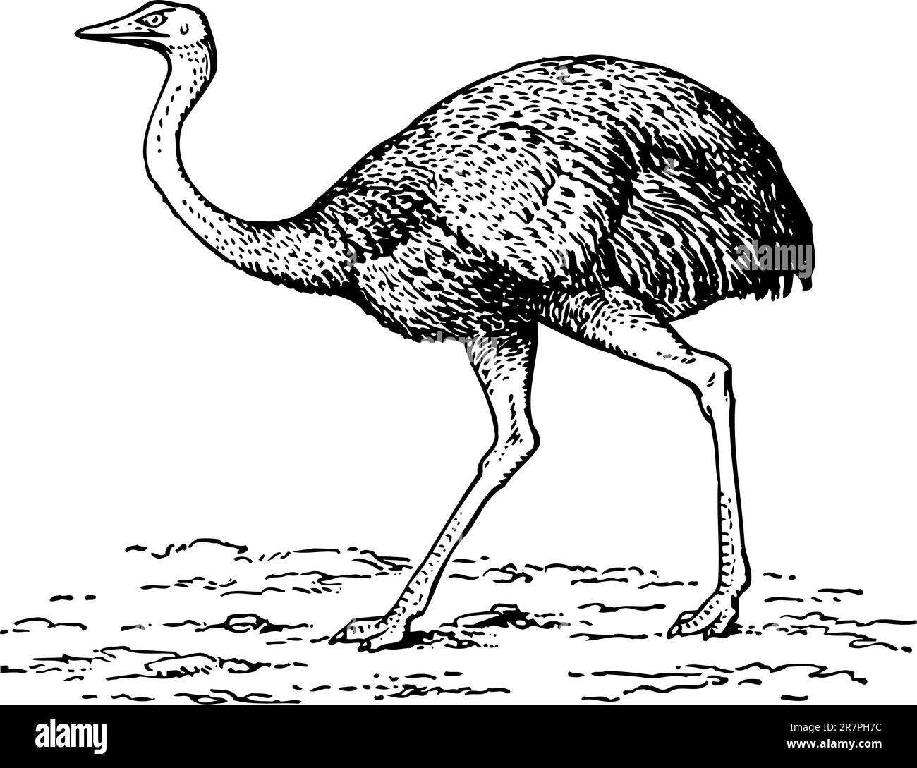 Strauß isoliert auf weiß Stock Vektor