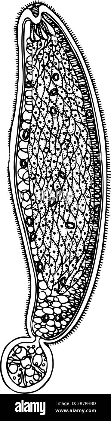Zelle auf weiß isoliert Stock Vektor