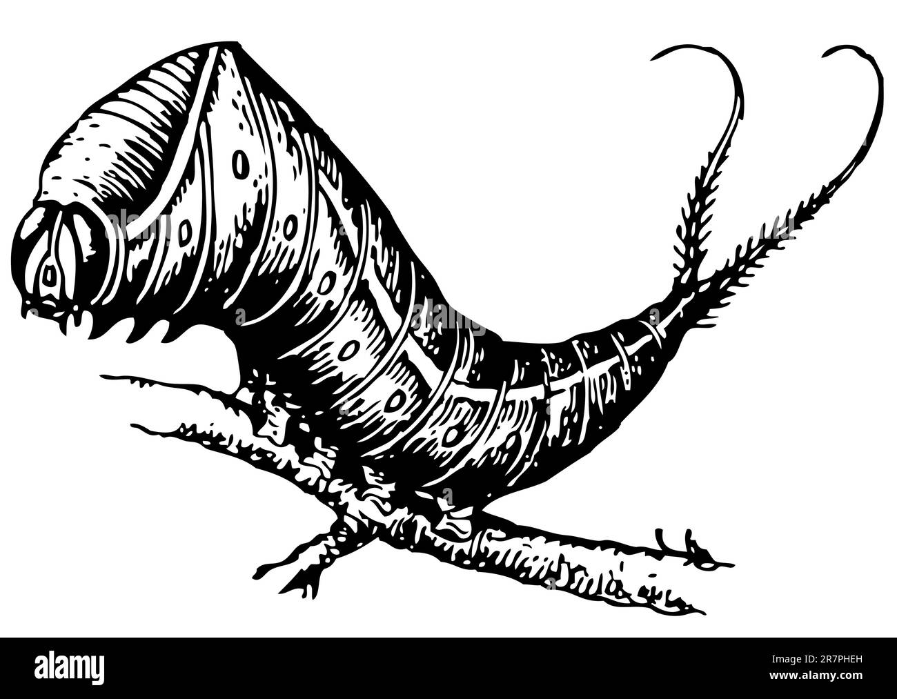 Harpyia-Vinula-Raupe am Ast Stock Vektor