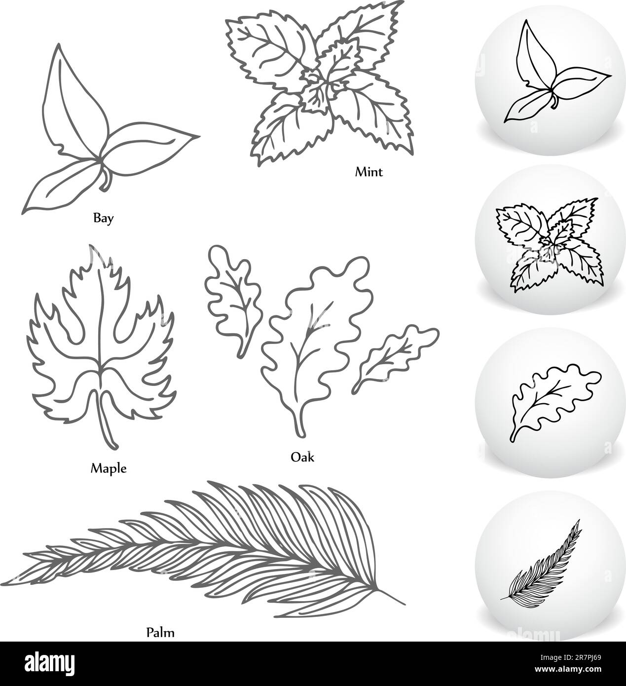 Ein Bild aus einer Reihe von Bay, Ahorn, Minze, Eiche und Palm Leaf Zeichnungssatz. Stock Vektor