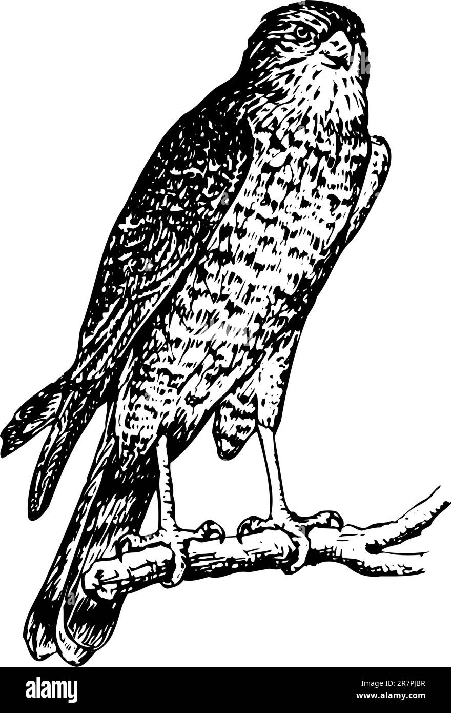 Vogel accipiter nisus am Ast Stock Vektor