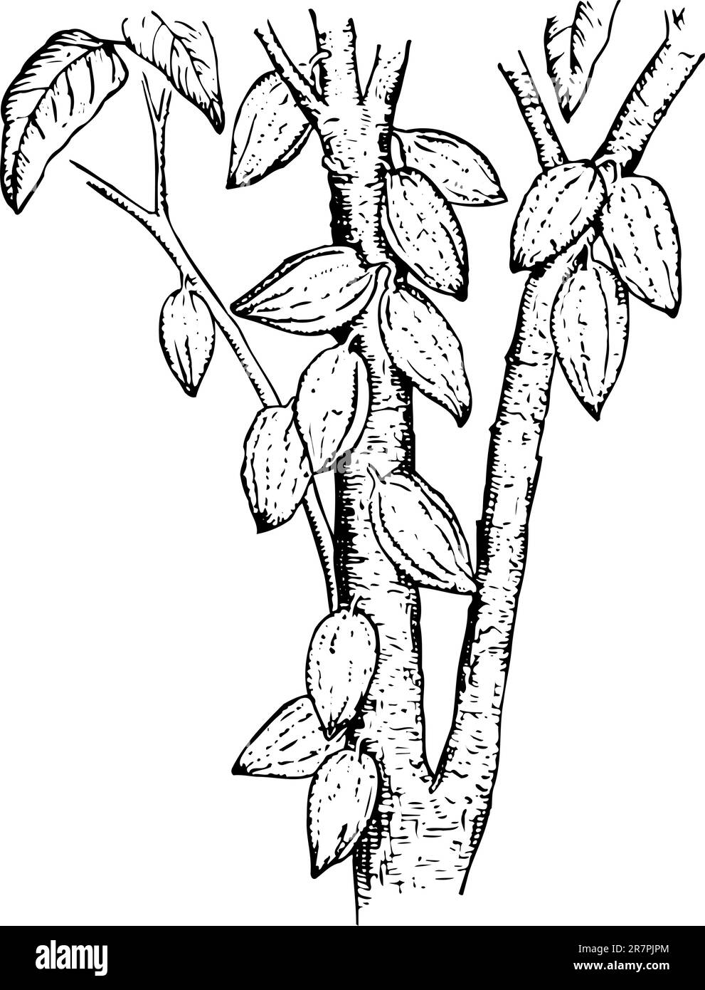 Theobroma (Kakaopulver), isoliert auf weiß Stock Vektor