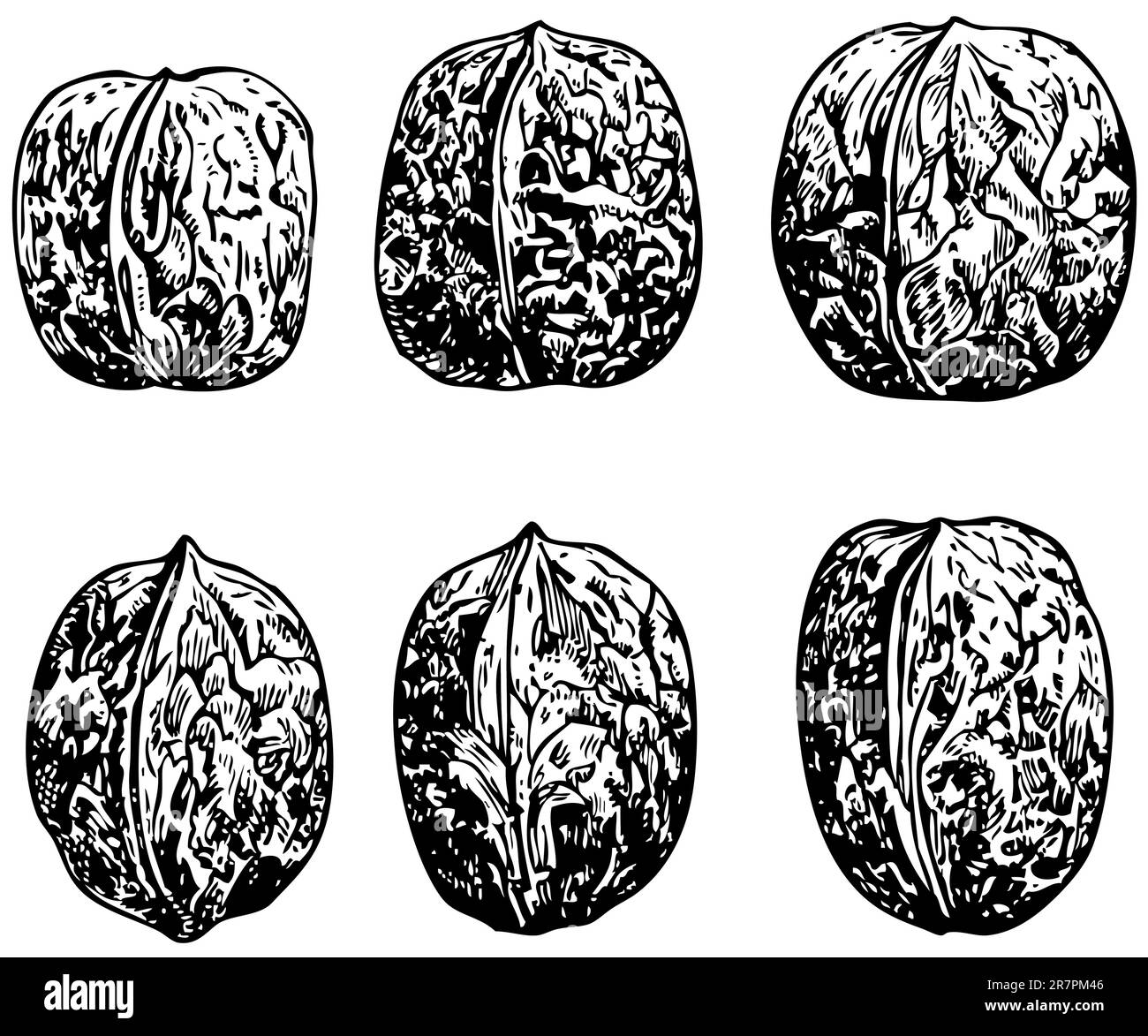 Nussbaum, isoliert auf weiss Stock Vektor