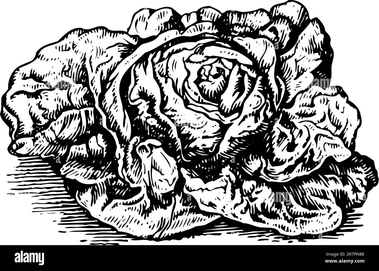 Kohl, isoliert auf weiss Stock Vektor