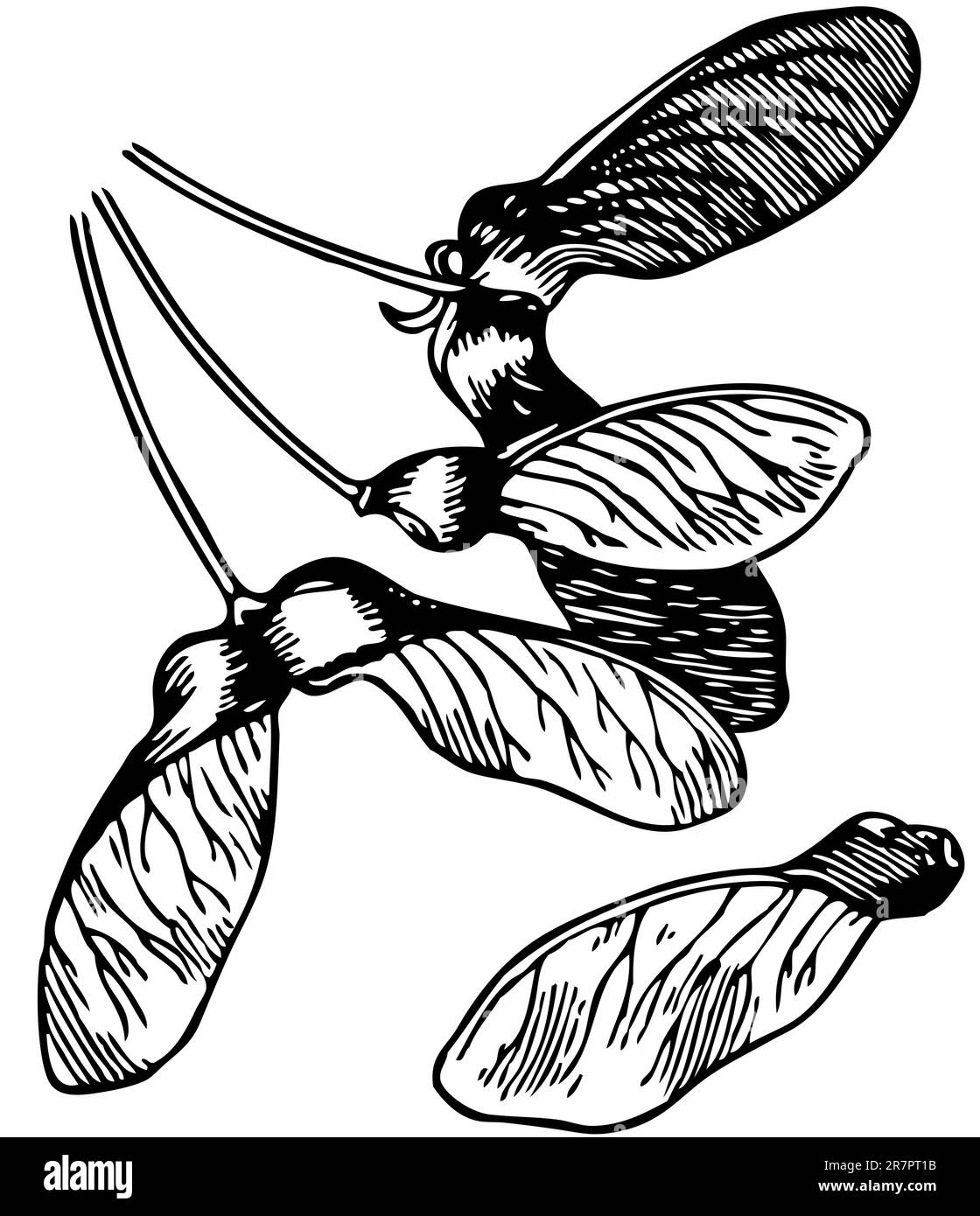 Ahornsamen, isoliert auf weiß Stock Vektor