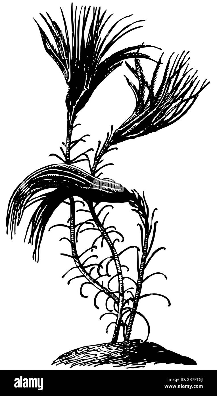Seerosen (Crinoid), isoliert auf weiß Stock Vektor